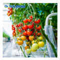 Film plastique commercial Greenhouse de tomates agricoles